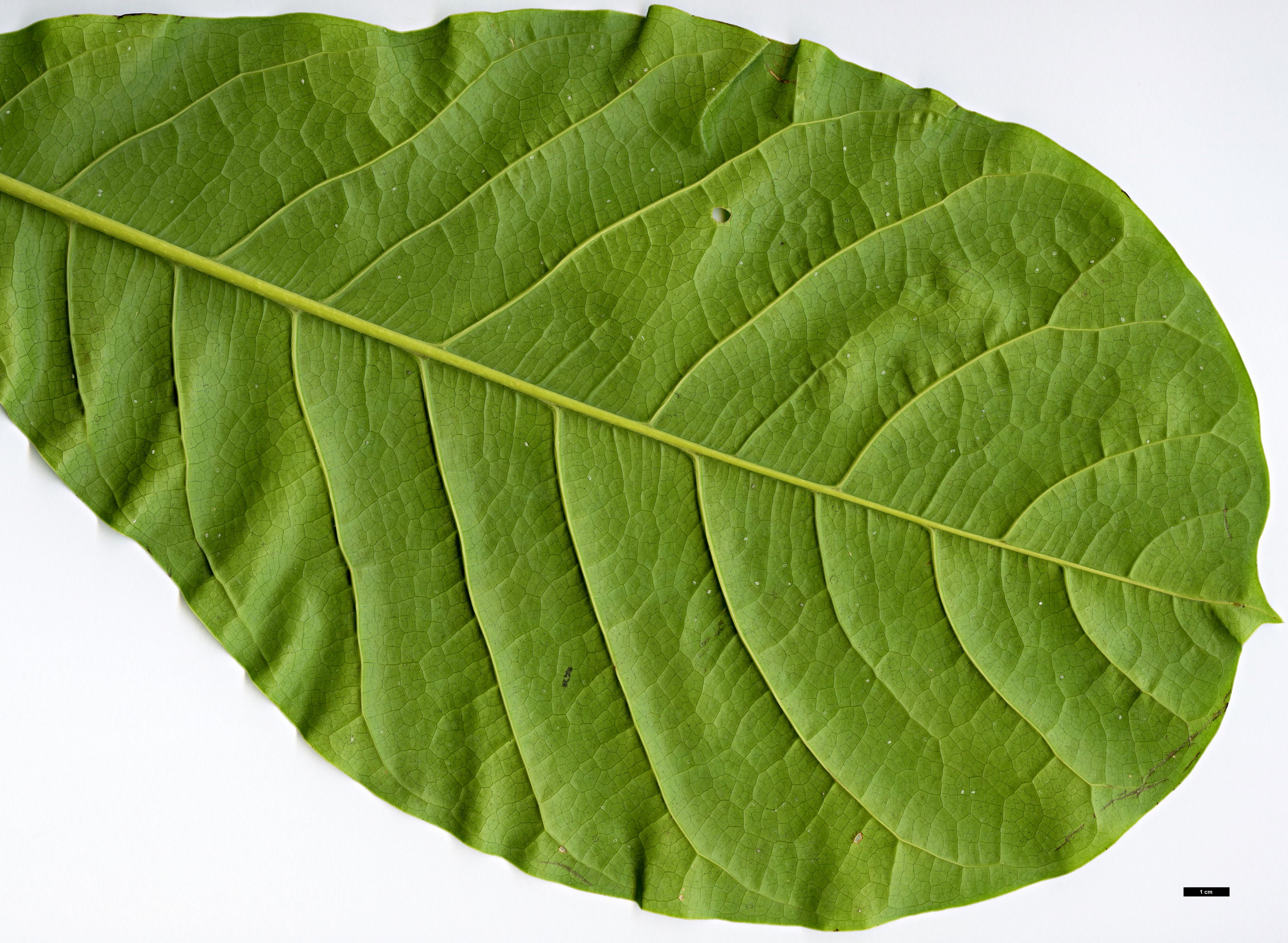 High resolution image: Family: Magnoliaceae - Genus: Magnolia - Taxon: hodgsonii